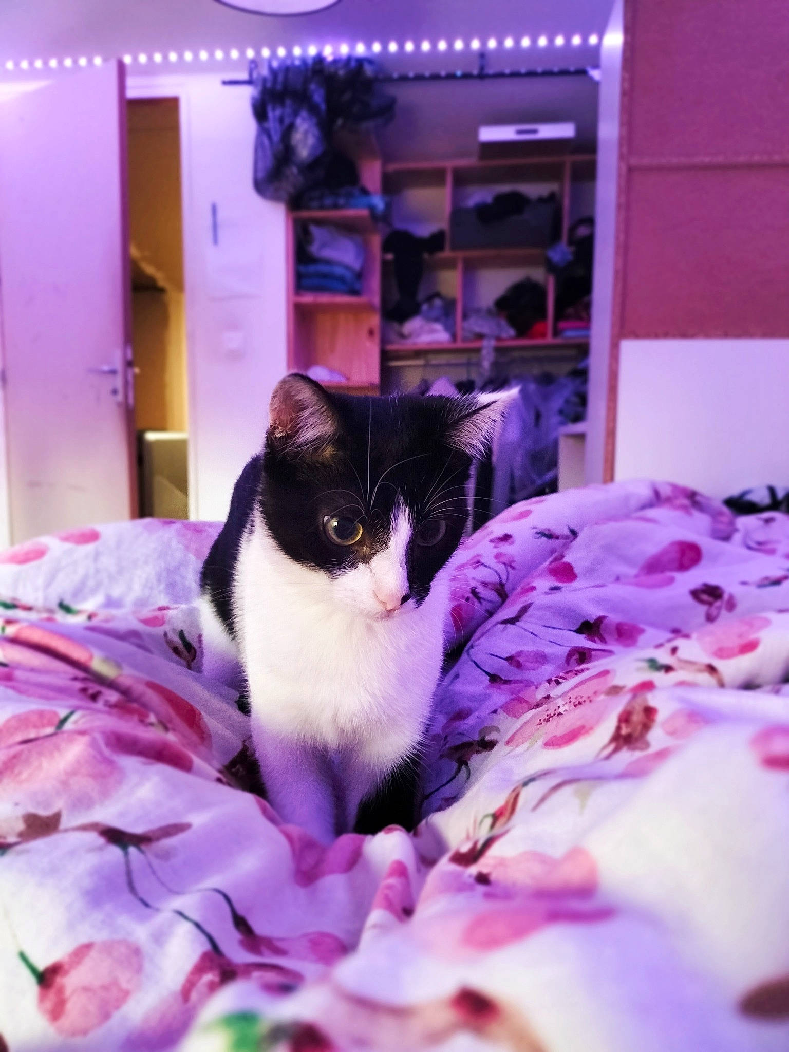 Hope participe au concours pour gagner de l'argent avec cette photo : carnivore, cat, comfort, domestic_short_haired_cat, felidae, formal_wear, fur, lighting, linens, magenta, petal, pink, plant, purple, room, small_to_medium_sized_cats, tail, violet, whiskers