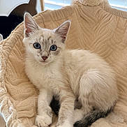 Sudae is registered to the contest to win money with this photo: animal, basket, beige, blue_eyes, cat, cozy, curious, cute, domestic_cat, feline, fluffy, indoor, kitten, knitted, pet, portrait, resting, soft_light, window_blinds, young