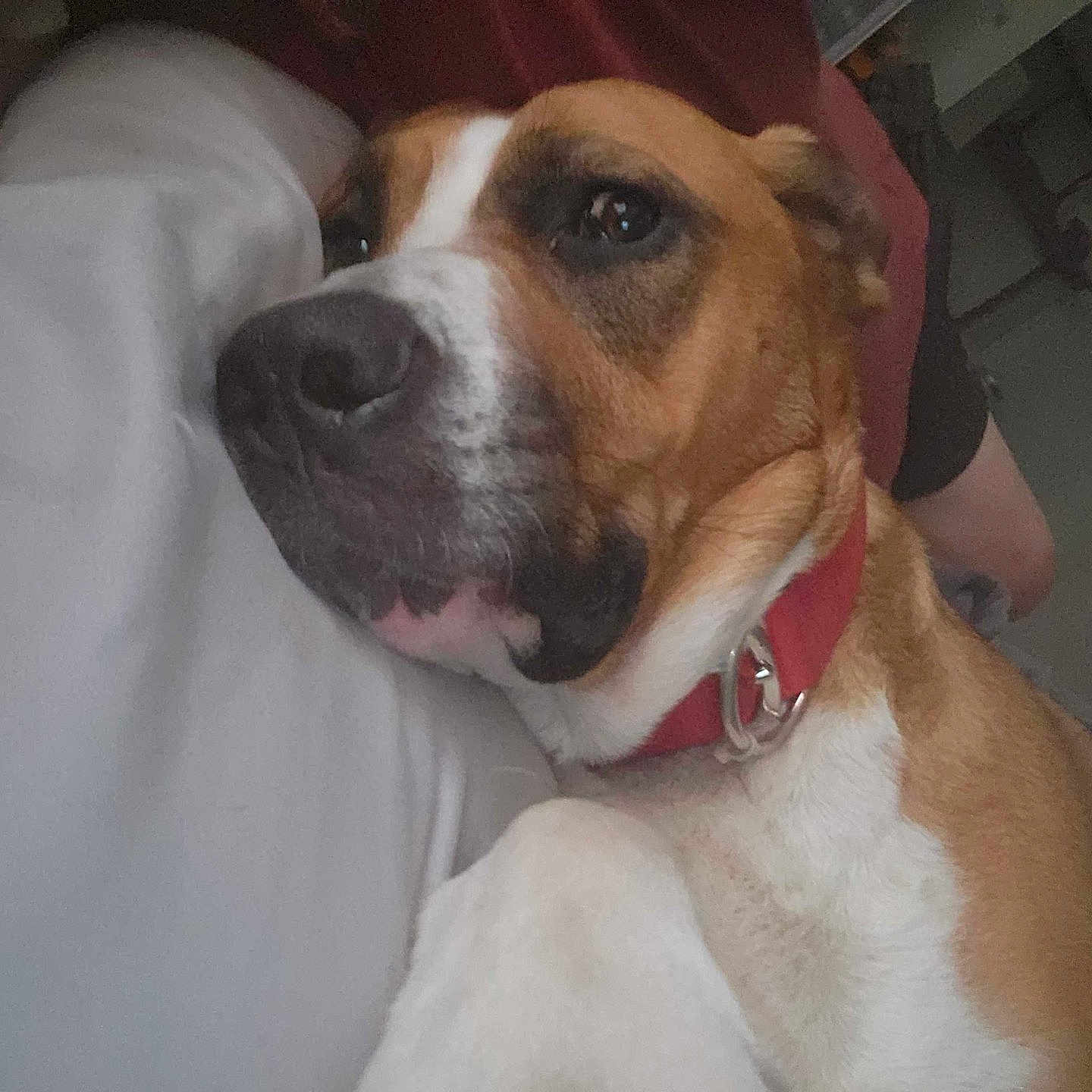 Princess joined the competition — help win amazing prizes! animal, brown_and_white, canine, casual, close_up, collar, companion, dog, domestic_animal, face, fur, human_arm, indoor, lying_down, person_partial, pet, portrait, relaxed, resting, snout