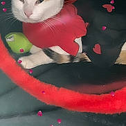 Jill joined the competition — help win amazing prizes! adorable, animal, black_background, cat, costume, cute, ears, feline, heart_shape, indoor, pet, pink_petals, playful, red_clothing, relaxed, resting, soft_texture, tail, tunnel, whiskers