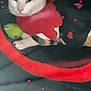 adorable, animal, black_background, cat, costume, cute, ears, feline, heart_shape, indoor, pet, pink_petals, playful, red_clothing, relaxed, resting, soft_texture, tail, tunnel, whiskers