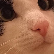 Diego a rejoint le concours — aidez-le/la à gagner de superbes lots ! carnivore, cat, close_up, eyelash, felidae, fur, iris, nose, small_to_medium_sized_cats, snout, terrestrial_animal, whiskers