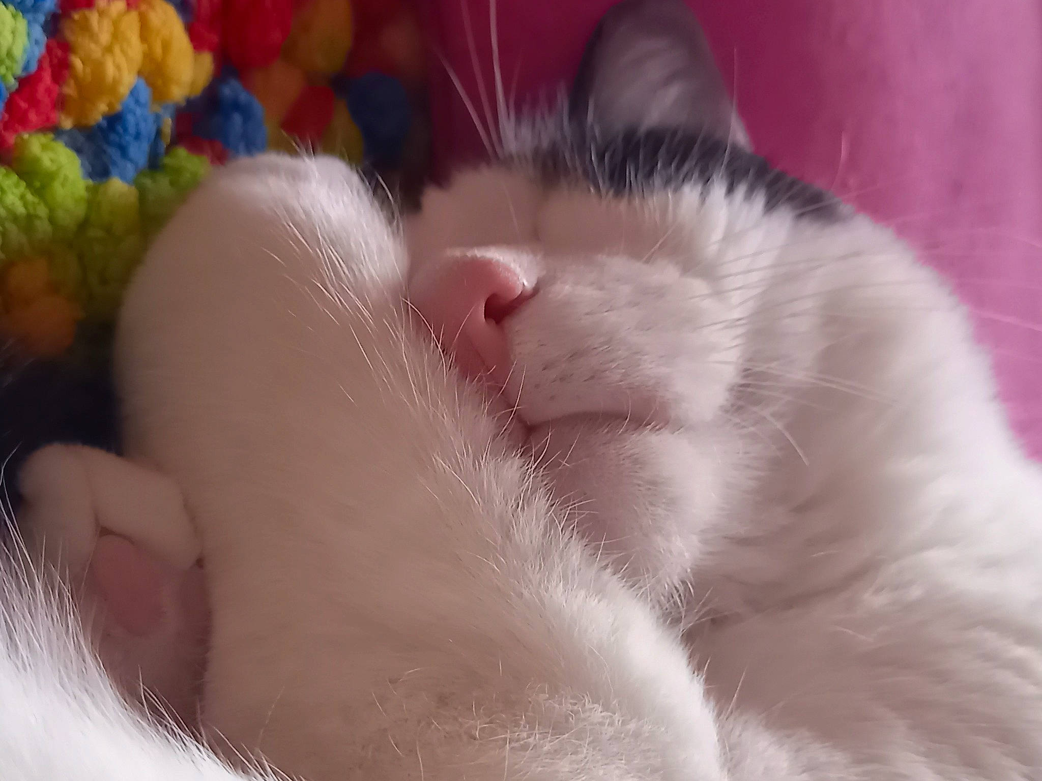 Diego participe au concours pour gagner de l'argent avec cette photo : carnivore, cat, claw, close_up, comfort, domestic_short_haired_cat, fawn, felidae, foot, fur, human_leg, leg, nap, paw, pink, sleep, small_to_medium_sized_cats, snout, tail, whiskers