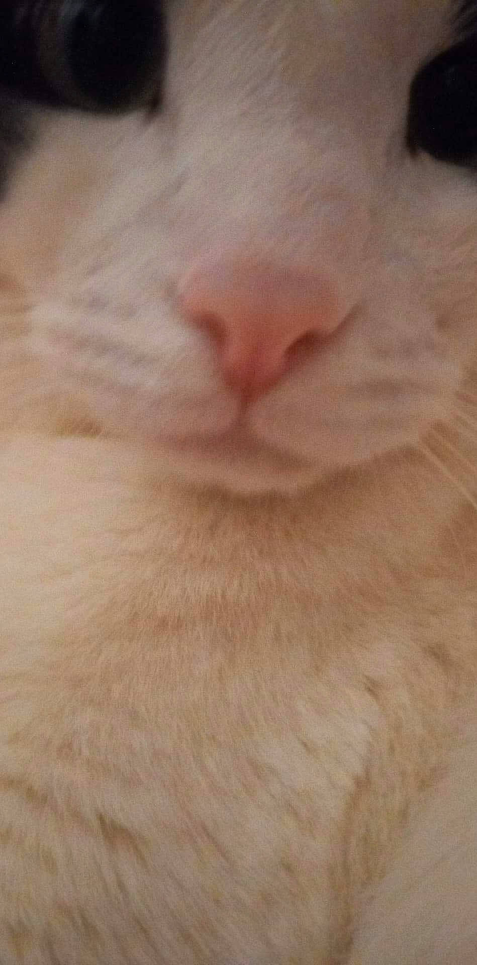 Diego a rejoint le concours — aidez-le/la à gagner de superbes lots ! carnivore, cat, comfort, fawn, felidae, fur, paw, peach, small_to_medium_sized_cats, snout, tail, whiskers