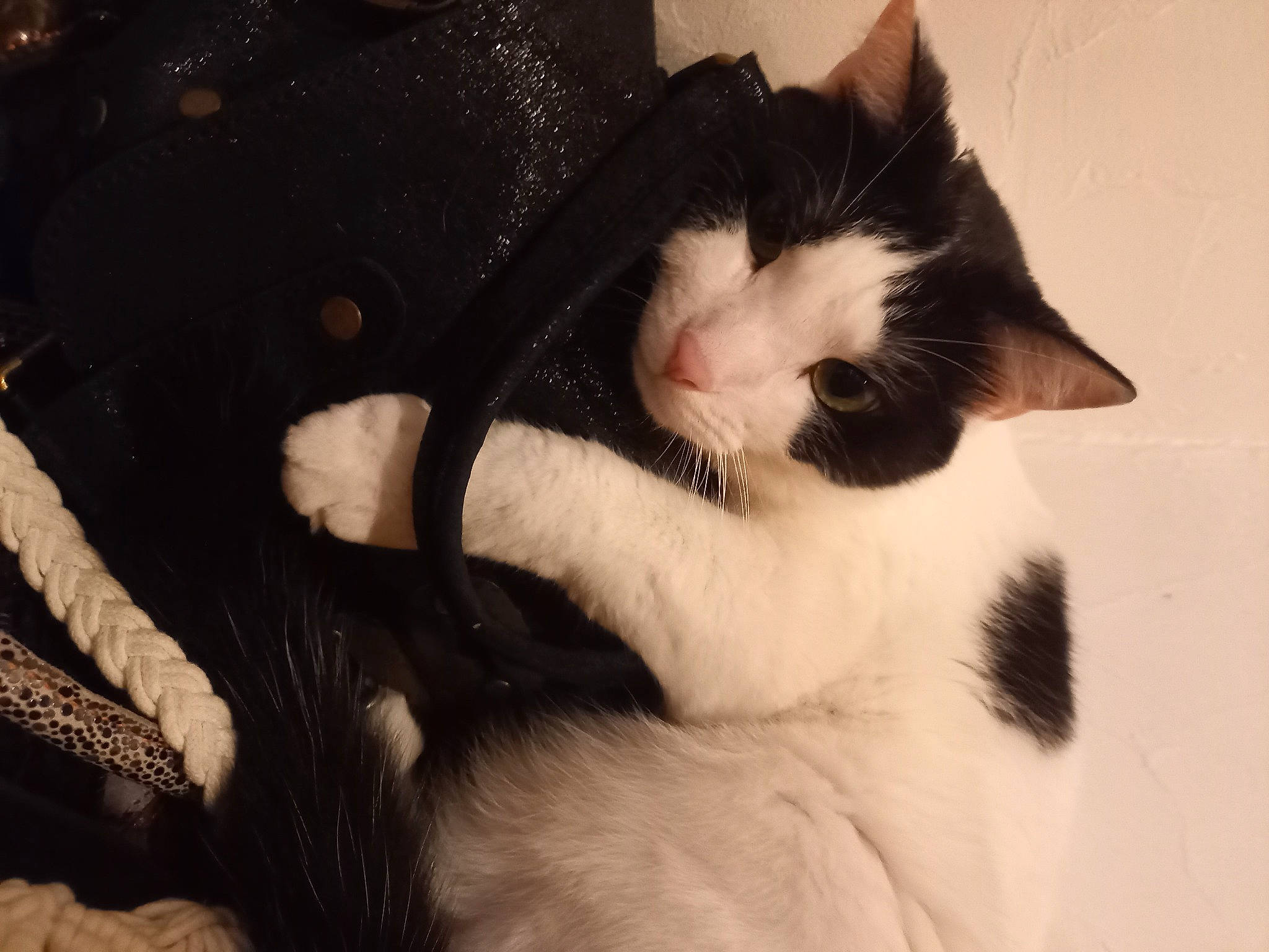 Diego participe au concours pour gagner de l'argent avec cette photo : carnivore, cat, comfort, domestic_short_haired_cat, ear, eye, eyelash, felidae, foot, fur, hair, head, human_body, iris, leg, paw, small_to_medium_sized_cats, snout, tail, whiskers