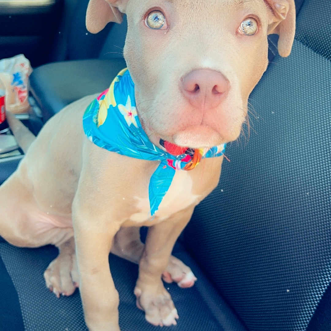 Dixon is registered to the contest to win money with this photo: accessories, animal, bulldog, canine, couch, cushion, dog, face, formalwear, furniture, head, homedecor, hound, person, pet, photography, pitbull, portrait, puppy, tie