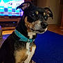 dog, indoor, blue_collar, carpet, television, pet, animal, brown, black, white, ears, eyes, curious, close_up, furniture, living_room, wood_floor, collar, domestic_animal, canine