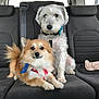 dog, two_dogs, car_interior, backseat, fluffy, tan_dog, white_dog, bow_tie, pet, animal, cute, sitting, leash, collar, seatbelt, window, fur, companions, domestic_animal, vehicle
