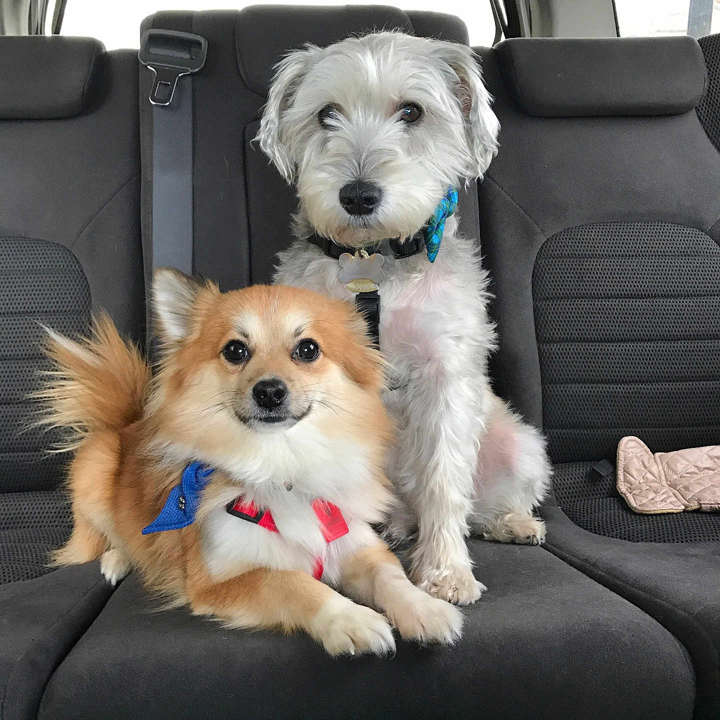 Bernie Y Tito Chance joined the competition — help win amazing prizes! animal, backseat, bow_tie, car_interior, collar, companions, cute, dog, domestic_animal, fluffy, fur, leash, pet, seatbelt, sitting, tan_dog, two_dogs, vehicle, white_dog, window