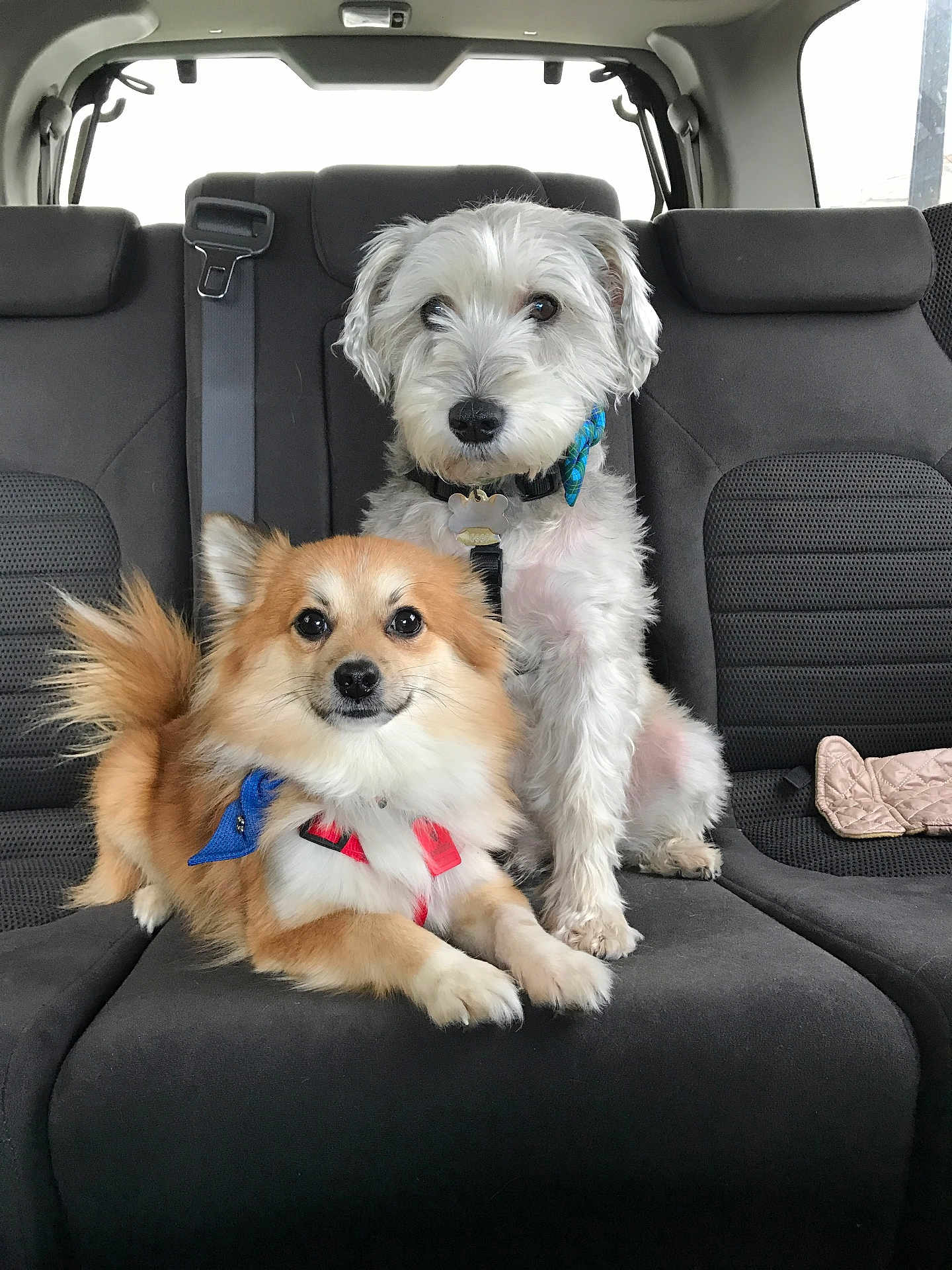 Bernie Y Tito Chance joined the competition — help win amazing prizes! dog, two_dogs, car_interior, backseat, fluffy, tan_dog, white_dog, bow_tie, pet, animal, cute, sitting, leash, collar, seatbelt, window, fur, companions, domestic_animal, vehicle