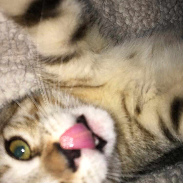 Véronique participe au concours pour gagner de l'argent avec cette photo : abyssinian, animal, bodypart, cat, cosmetics, electronics, face, hardware, head, kitten, lipstick, manx, mouth, person, pet, photography, portrait, sleeping, teeth, tongue