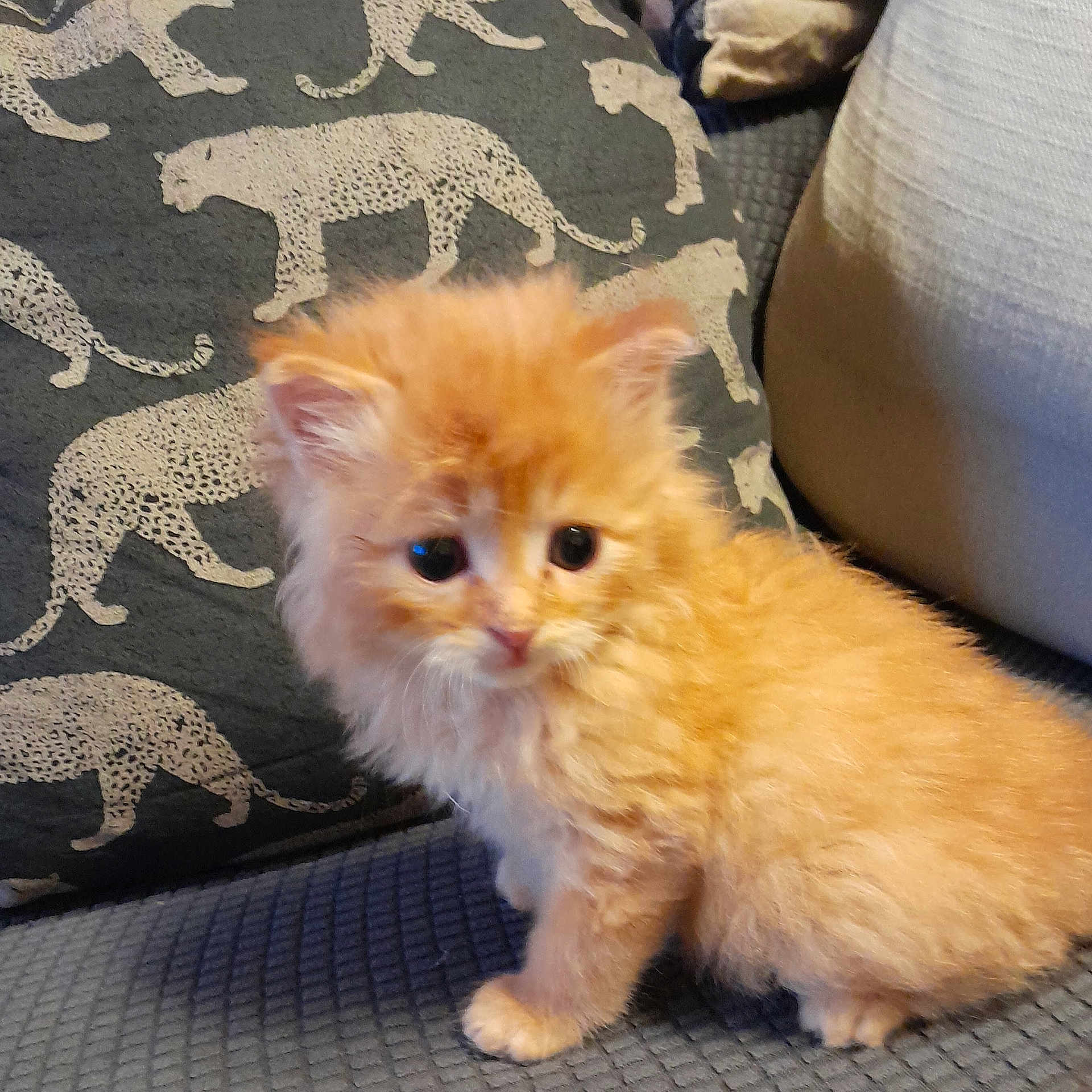 Garfield participe au concours pour gagner de l'argent avec cette photo : kitten, orange_cat, fluffy, cute, pet, couch, pillow, leopard_print, indoor, animal, feline, young_cat, small, curious, domestic_animal, soft_fur, sitting, close_up, cozy, texture