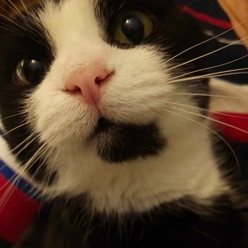 Tippy Tail joined the competition — help win amazing prizes! animal, black_and_white, cat, close_up, curious, cute, domestic_cat, eyes, face, feline, fur, indoor, muzzle, nose, pet, pink_nose, portrait, soft_fur, whiskers, whiskers_visible