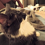 Blu is registered to the contest to win money with this photo: cat, person, indoor, towel, black_and_white_cat, relaxing, furniture, bed, curious, whiskers, close_up, domestic, hair, face, resting, home, blanket, expression, comfort, casual