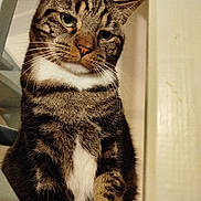 Ulysse a rejoint le concours — aidez-le/la à gagner de superbes lots ! animal, brown_fur, cat, close_up, doorway, ears, eyes, feline, indoor, pet, photography, portrait, serious_expression, sitting, striped_fur, tabby, upright, warm_lighting, whiskers, white_chest