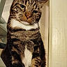 animal, brown_fur, cat, close_up, doorway, ears, eyes, feline, indoor, pet, photography, portrait, serious_expression, sitting, striped_fur, tabby, upright, warm_lighting, whiskers, white_chest