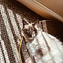 cat, feline, pet, indoor, sunlight, carpet, wall, baseboard, scratcher, cardboard, fur, blue_eyes, relaxed, lounging, whiskers, ears, paw, texture, shadow_stripes, cozy