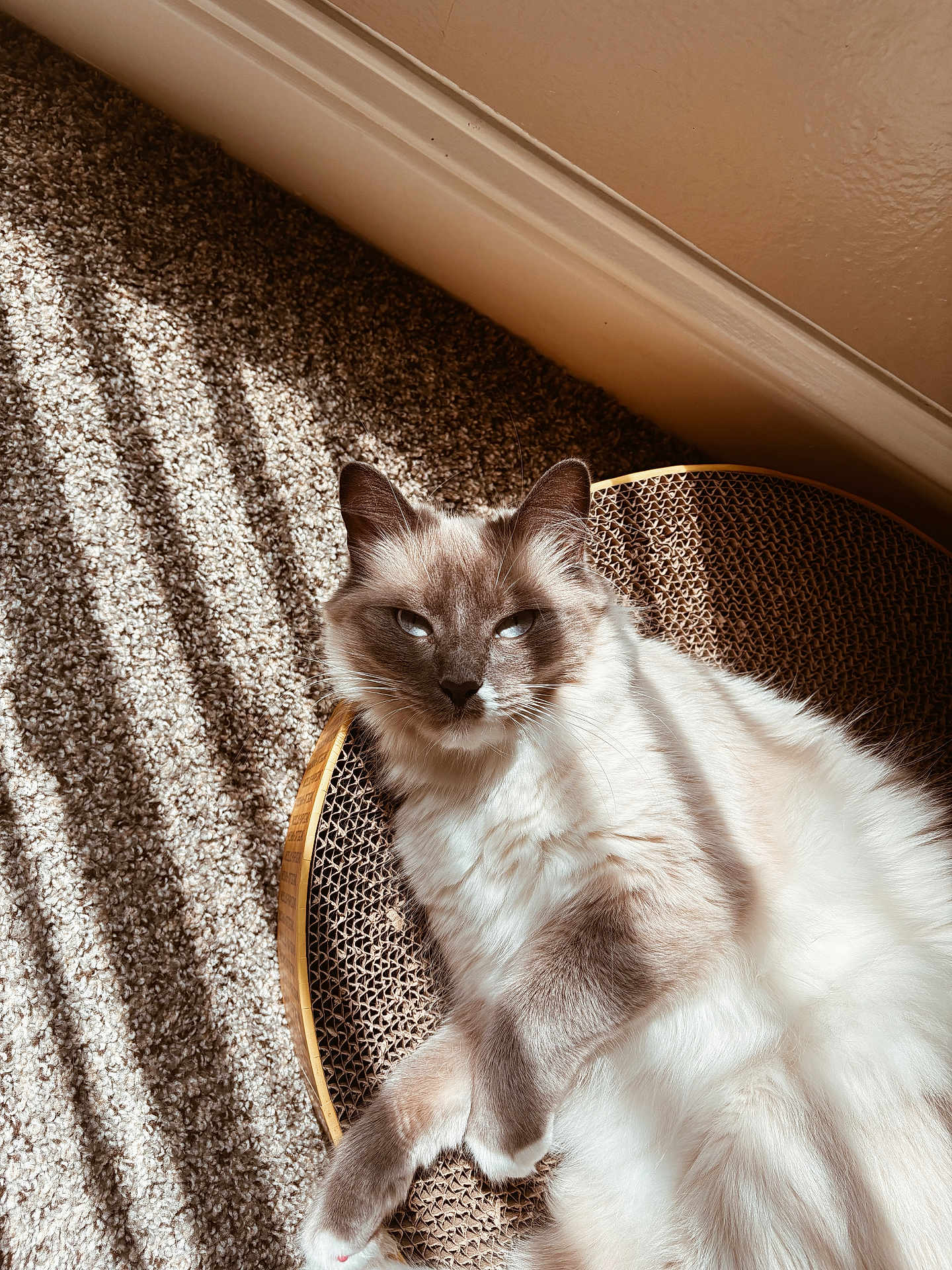 Juniper joined the competition — help win amazing prizes! cat, feline, pet, indoor, sunlight, carpet, wall, baseboard, scratcher, cardboard, fur, blue_eyes, relaxed, lounging, whiskers, ears, paw, texture, shadow_stripes, cozy