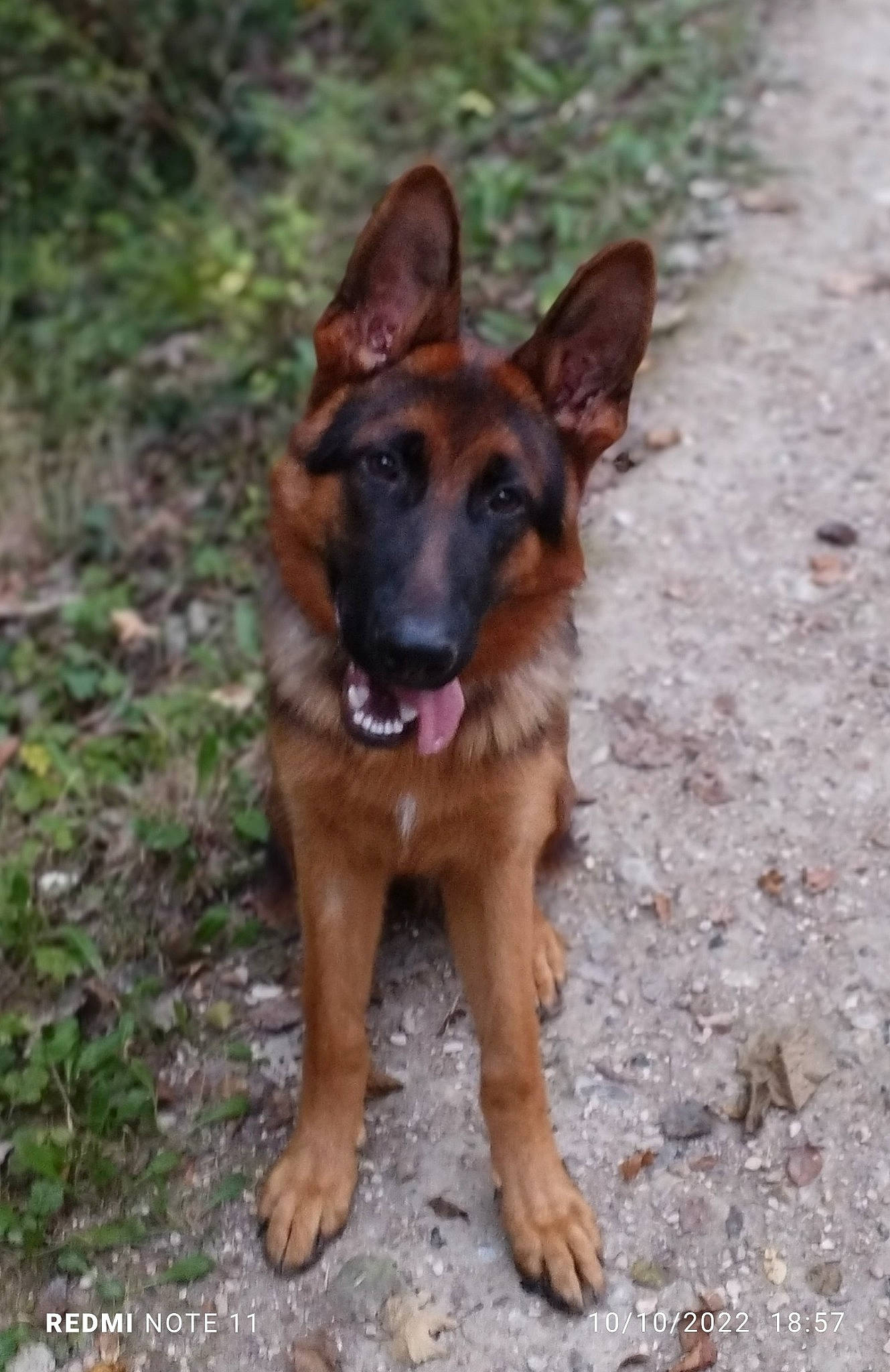 Tyron a rejoint le concours — aidez-le/la à gagner de superbes lots ! belgian_shepherd_malinois, canidae, carnivore, companion_dog, dog, dog_breed, east_european_shepherd, fawn, fur, german_shepherd_dog, herding_dog, king_shepherd, old_german_shepherd_dog, snout, sporting_group, terrestrial_animal, wildlife, working_animal, working_dog