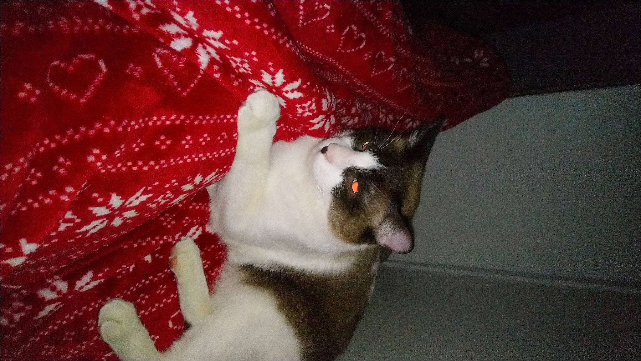 Phénix a rejoint le concours — aidez-le/la à gagner de superbes lots ! carmine, carnivore, cat, cat_supply, comfort, domestic_short_haired_cat, fawn, felidae, fur, linens, pattern, paw, small_to_medium_sized_cats, tail, tree, whiskers