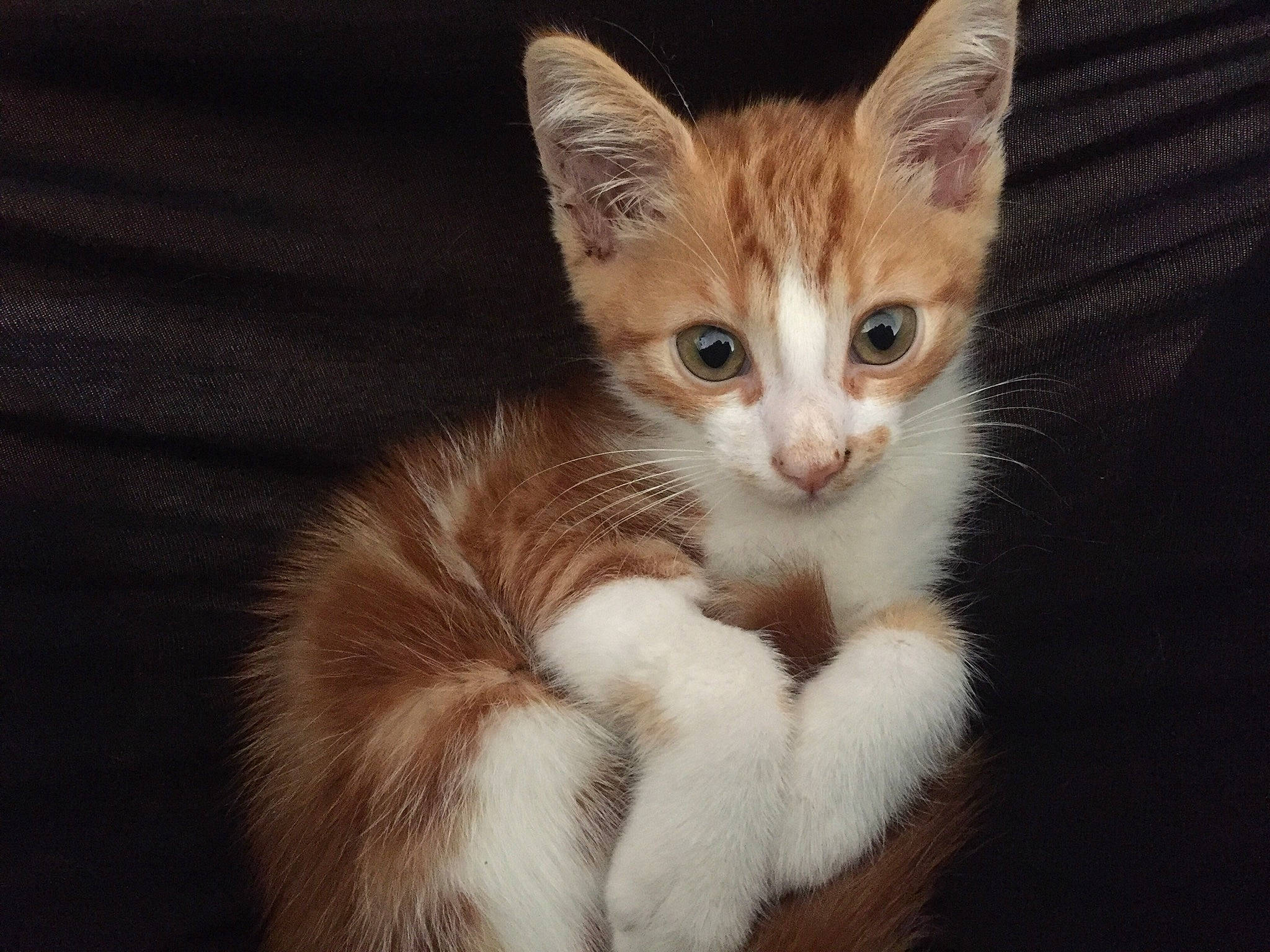 Gaston participe au concours pour gagner de l'argent avec cette photo : aegean_cat, american_wirehair, arabian_mau, asian, carnivore, cat, domestic_short_haired_cat, european_shorthair, eye, fawn, felidae, fur, kitten, mammal, ojos_azules, polydactyl_cat, small_to_medium_sized_cats, tabby_cat, vertebrate, whiskers