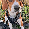 Volt a rejoint le concours — aidez-le/la à gagner de superbes lots ! animal, beagle, boot, brown, canine, dog, ears, evening, fence, grass, harness, leash, nature, outdoor, path, pet, sitting, snout, sunset, white
