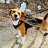 Volt participe au concours pour gagner de l'argent avec cette photo : animal, beagle, black, brown, canine, daylight, dog, earth, happy, harness, leash, nature, outdoor, pet, playful, rocks, shadow, stick, walk, white