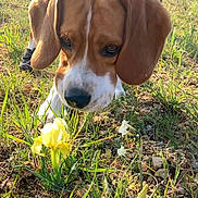 Volt a rejoint le concours — aidez-le/la à gagner de superbes lots ! dog, beagle, puppy, canine, dog_face, sniffing, flower, yellow_flower, iris_flower, grass, outdoor, nature, close_up, leash, harness, ears, nose, sunlight, field, ground
