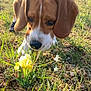 dog, beagle, puppy, canine, dog_face, sniffing, flower, yellow_flower, iris_flower, grass, outdoor, nature, close_up, leash, harness, ears, nose, sunlight, field, ground