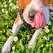 Volt a rejoint le concours — aidez-le/la à gagner de superbes lots ! animal, brown_and_white, canine, close_up, cute, daisies, dog, field, flora, flower, grass, green_grass, happy, nature, outdoor, pet, playful, summer, sunlight, tongue_out