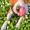 animal, brown_and_white, canine, close_up, cute, daisies, dog, field, flora, flower, grass, green_grass, happy, nature, outdoor, pet, playful, summer, sunlight, tongue_out