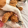 animal, beagle, blanket, closeup, comfort, cozy, cuddle, cute, dog, domestic_animal, fur, indoors, paw, pet, relaxed, resting, sleeping, snuggle, stuffed_toy, toy