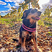 Lady a rejoint le concours — aidez-le/la à gagner de superbes lots ! animal, canine, clouds, collar, daytime, dog, fur, grass, happy, nature, outdoor, pet, plants, rocks, sitting, sky, smiling, sunlight, tongue_out, vineyard