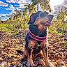 animal, canine, clouds, collar, daytime, dog, fur, grass, happy, nature, outdoor, pet, plants, rocks, sitting, sky, smiling, sunlight, tongue_out, vineyard