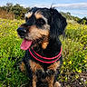 black, brown, canine, collar, dog, ears, fur, grass, greenery, happy, nature, outdoor, pet, sitting, sky, snout, sunlight, tongue_out, wildflowers, yellow_flowers