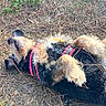 animal, black_fur, brown_fur, canine, daylight, dog, fur, grass, ground, harness, leash, nature, outdoor, pet, pine_needles, playful, relaxed, rolling, small_plants, sunlight