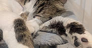 Kit participe au concours pour gagner de l'argent avec cette photo : cat, sleeping, paw, feline, indoor, cozy, relaxed, fluffy, resting, cute, animal, pet, whiskers, fur, closeup, tabby, white, soft, peaceful, napping