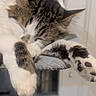 cat, sleeping, paw, feline, indoor, cozy, relaxed, fluffy, resting, cute, animal, pet, whiskers, fur, closeup, tabby, white, soft, peaceful, napping