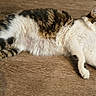 cat, feline, pet, lying_down, relaxed, fluffy, fur, whiskers, tabby, white_paws, wooden_floor, domestic_animal, animal, cute, indoor, mammal, resting, alert, portrait, single_animal