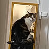 Kit participe au concours pour gagner de l'argent avec cette photo : cat, mirror, stool, furniture, indoor, pet, reflection, clock, curious, fluffy, black, white, brown, tabby, animal, domestic, household, room, looking, seated