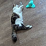 Kit participe au concours pour gagner de l'argent avec cette photo : cat, feline, pet, animal, indoor, flooring, toy, feathers, relaxed, lying_down, white, tabby, striped, paws, tail, playful, home, wood_floor, domestic, resting