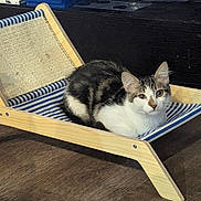 Kit participe au concours pour gagner de l'argent avec cette photo : cat, cozy, curious, domestic_animal, ears, feline, floor, fur, indoor, looking, lounging, miniature_chair, pet, relaxed, resting, striped_fabric, tabby, whiskers, white, wooden_chair