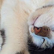 Kit participe au concours pour gagner de l'argent avec cette photo : cat, sleeping, close_up, fur, whiskers, nose, cute, pet, animal, relaxed, soft, mammal, domestic_animal, resting, peaceful, face, feline, cozy, adorable, indoor