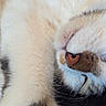cat, sleeping, close_up, fur, whiskers, nose, cute, pet, animal, relaxed, soft, mammal, domestic_animal, resting, peaceful, face, feline, cozy, adorable, indoor