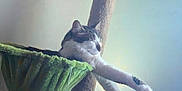 Kit a rejoint le concours — aidez-le/la à gagner de superbes lots ! animal, cat, cat_tree, cozy, feline, furniture, green, hammock, home, indoor, keyboard, leafy, light, paws, pet, relaxed, resting, soft, stretching, technology