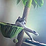 animal, cat, cat_tree, cozy, feline, furniture, green, hammock, home, indoor, keyboard, leafy, light, paws, pet, relaxed, resting, soft, stretching, technology