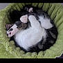 Kit a rejoint le concours — aidez-le/la à gagner de superbes lots ! adorable, animal, cat, close_up, comfortable, cozy, curled_up, cute, domestic_animal, feline, fur, green, indoor, nap, paws, pet_bed, relaxed, resting, sleeping, soft_texture