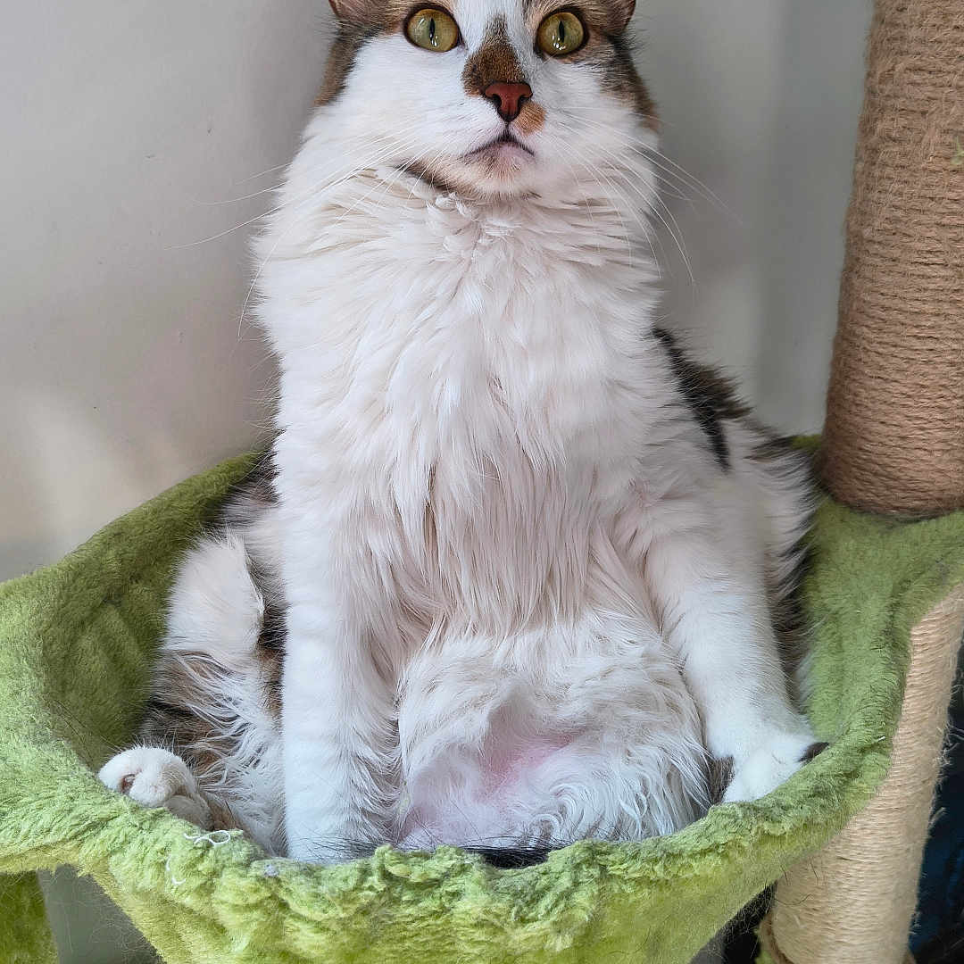 Kit