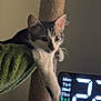 Kit a rejoint le concours — aidez-le/la à gagner de superbes lots ! animal, cat, cozy, curious, digital_clock, feline, fur, hammock, home, indoor, light, night, paw, pet, relaxed, resting, scratching_post, shadow, time, whiskers