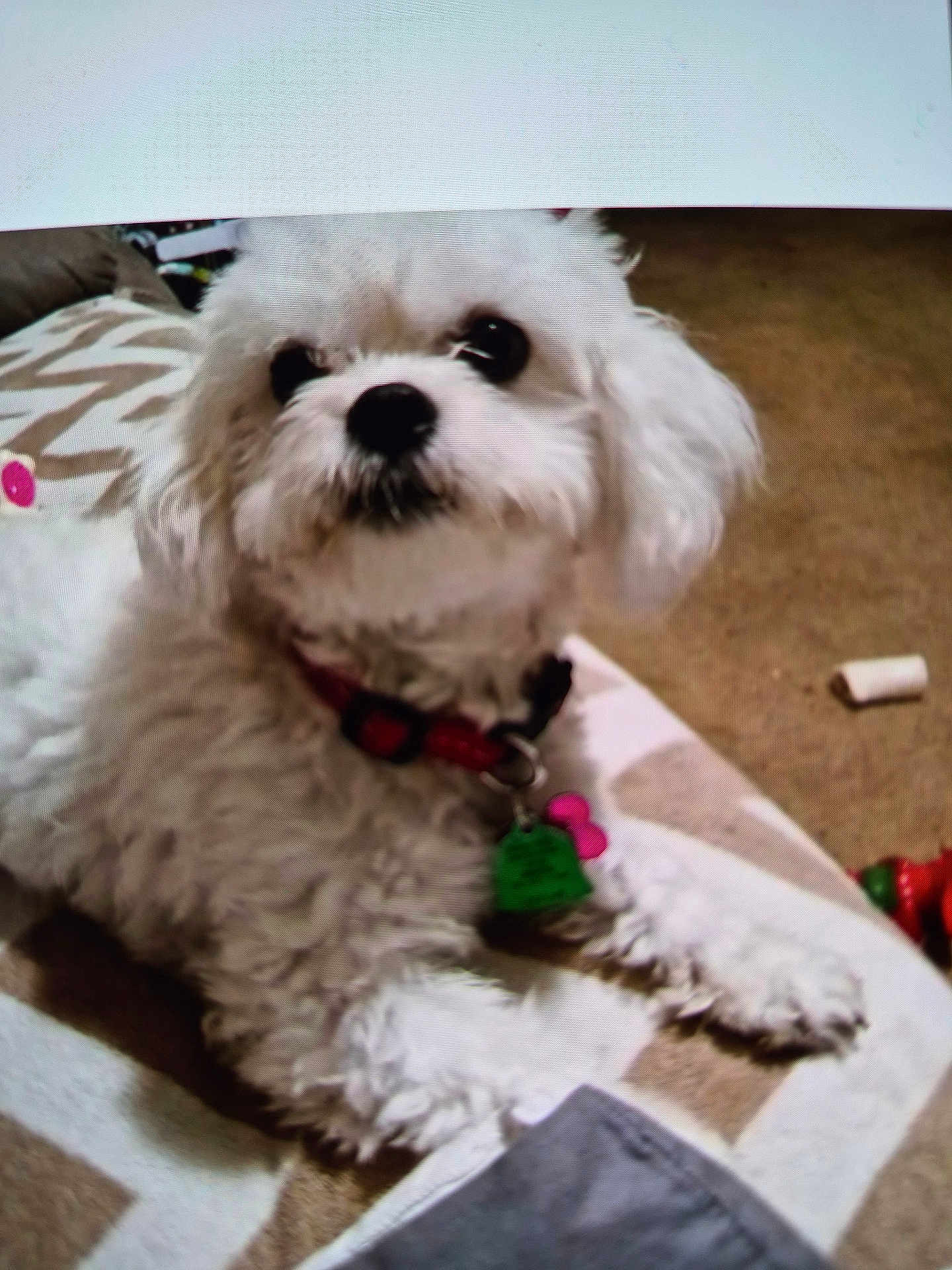 Sophie is registered to the contest to win money with this photo: animal, carpet, collar, companion, cozy, cute, dog, domestic, fluffy, fur, home, indoor, looking_up, lying_down, pet, playful, rug, small_dog, toy, white